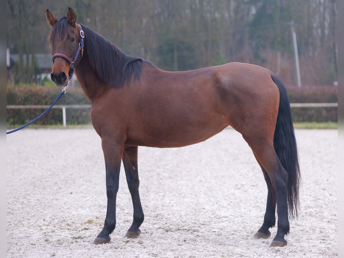 PRE Mix Mare 12 years 15,3 hh Brown in Neustadt (Wied)