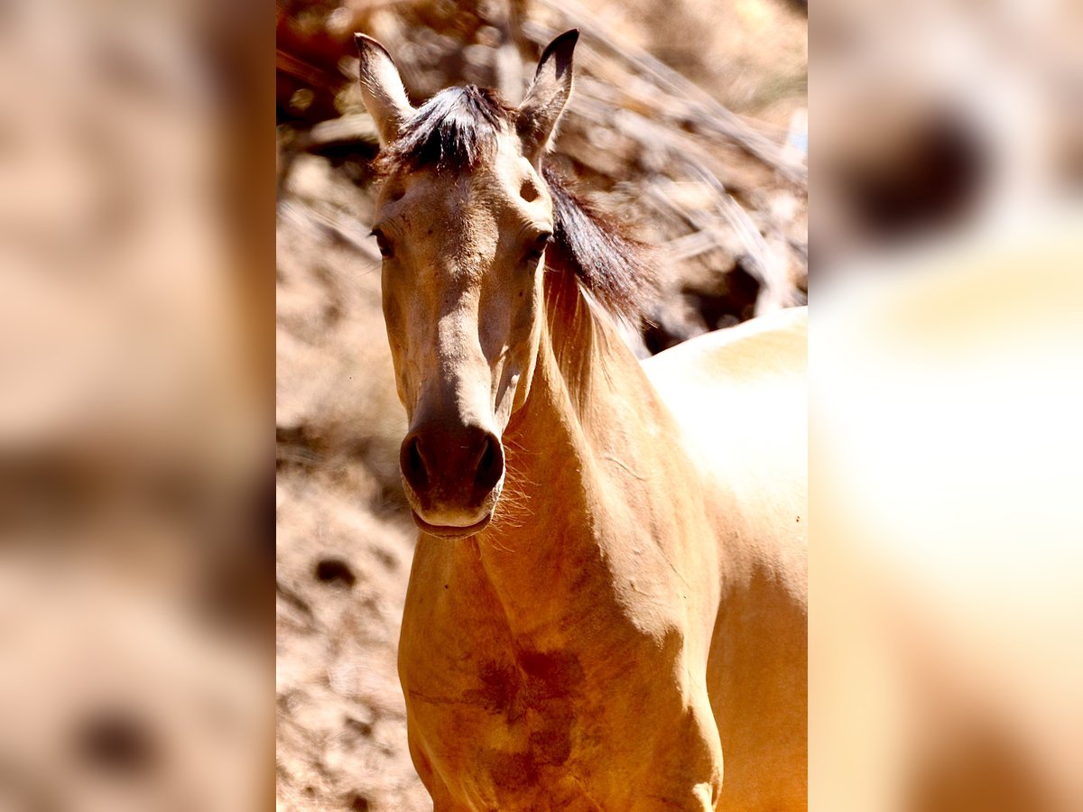 PRE Mix Mare 12 years 15,2 hh Dun in Segovia