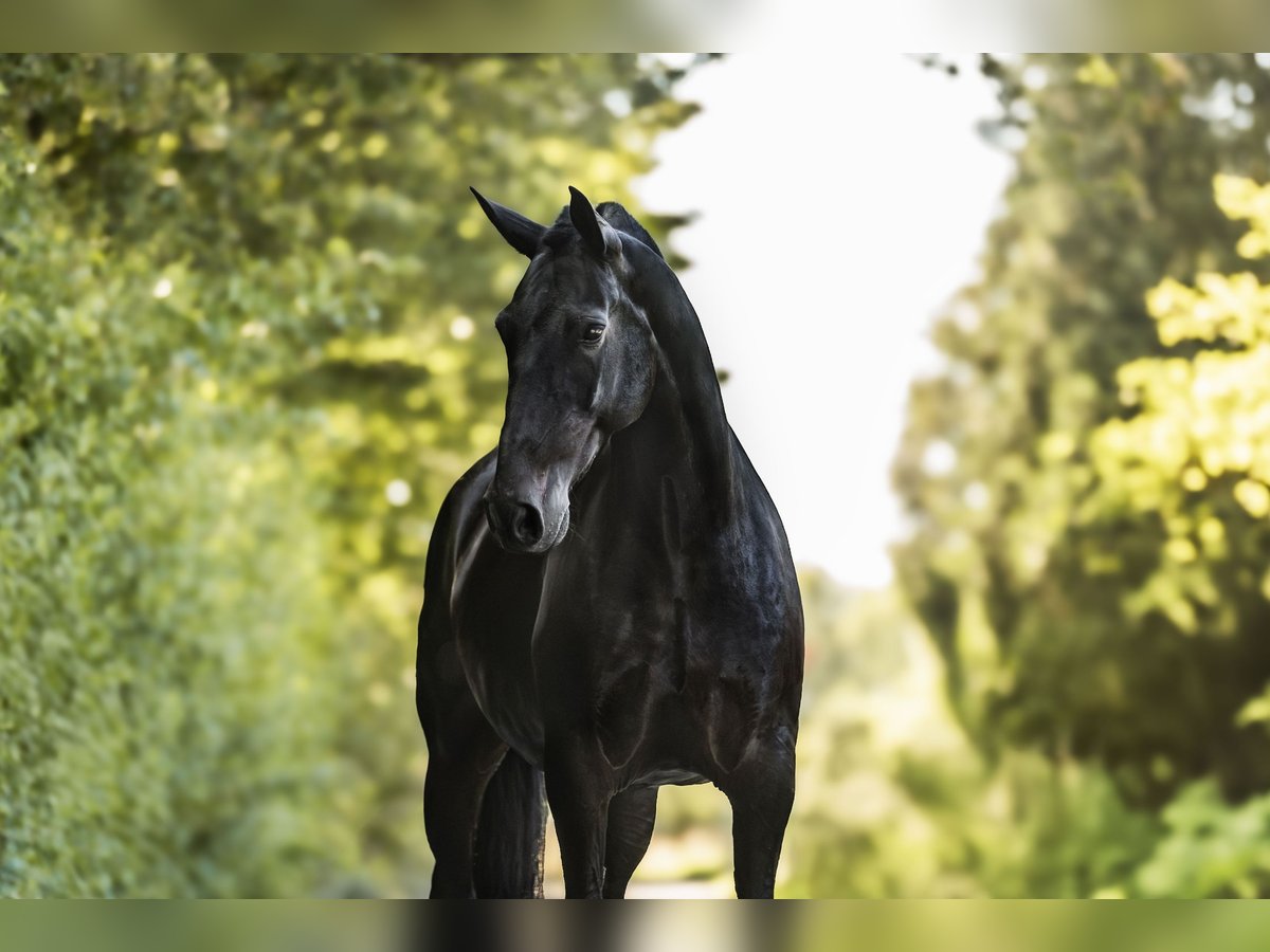 PRE Mare 12 years 16,3 hh Black in Windhagen