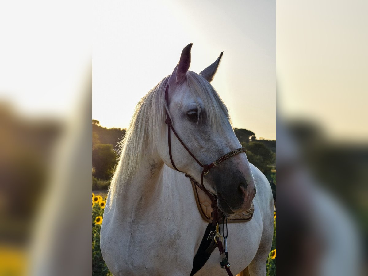 PRE Mare 12 years 16 hh Gray-Dapple in Sant Tomas De Fluvia