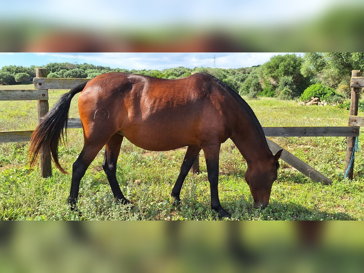 PRE Mare 12 years Brown in Mahon