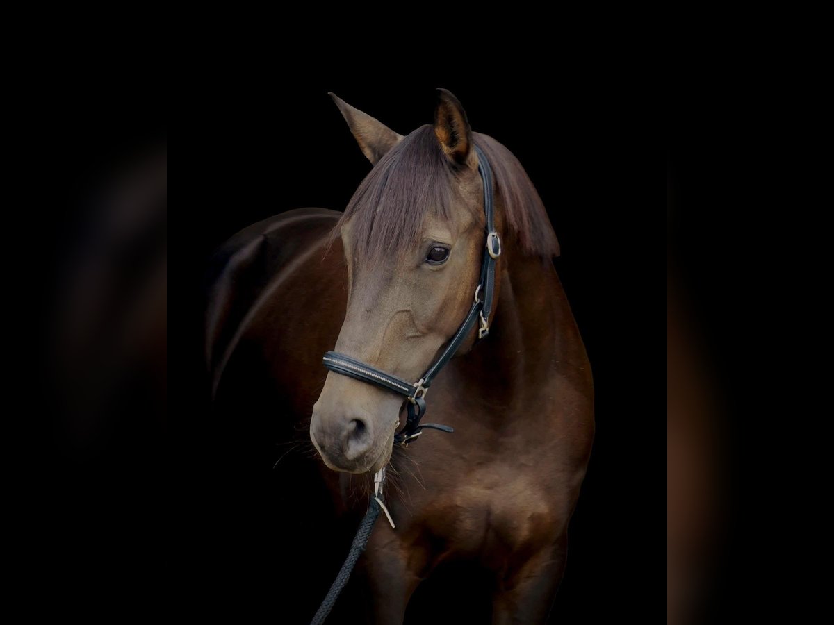 PRE Mix Mare 13 years 14,3 hh Chestnut in Witten