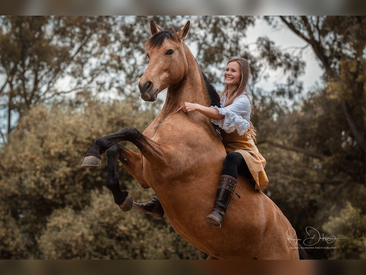 PRE Mix Mare 13 years 14,3 hh Dun in St&#xFC;hlingen