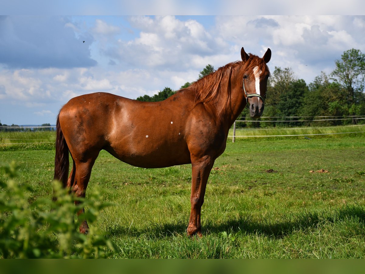 PRE Mare 13 years 15,2 hh Chestnut-Red in Laupheim