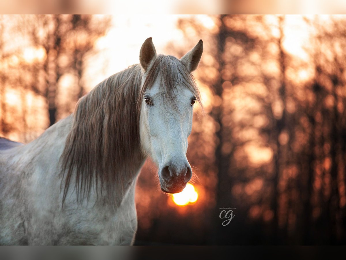 PRE Mare 13 years 15,2 hh Gray in Leip