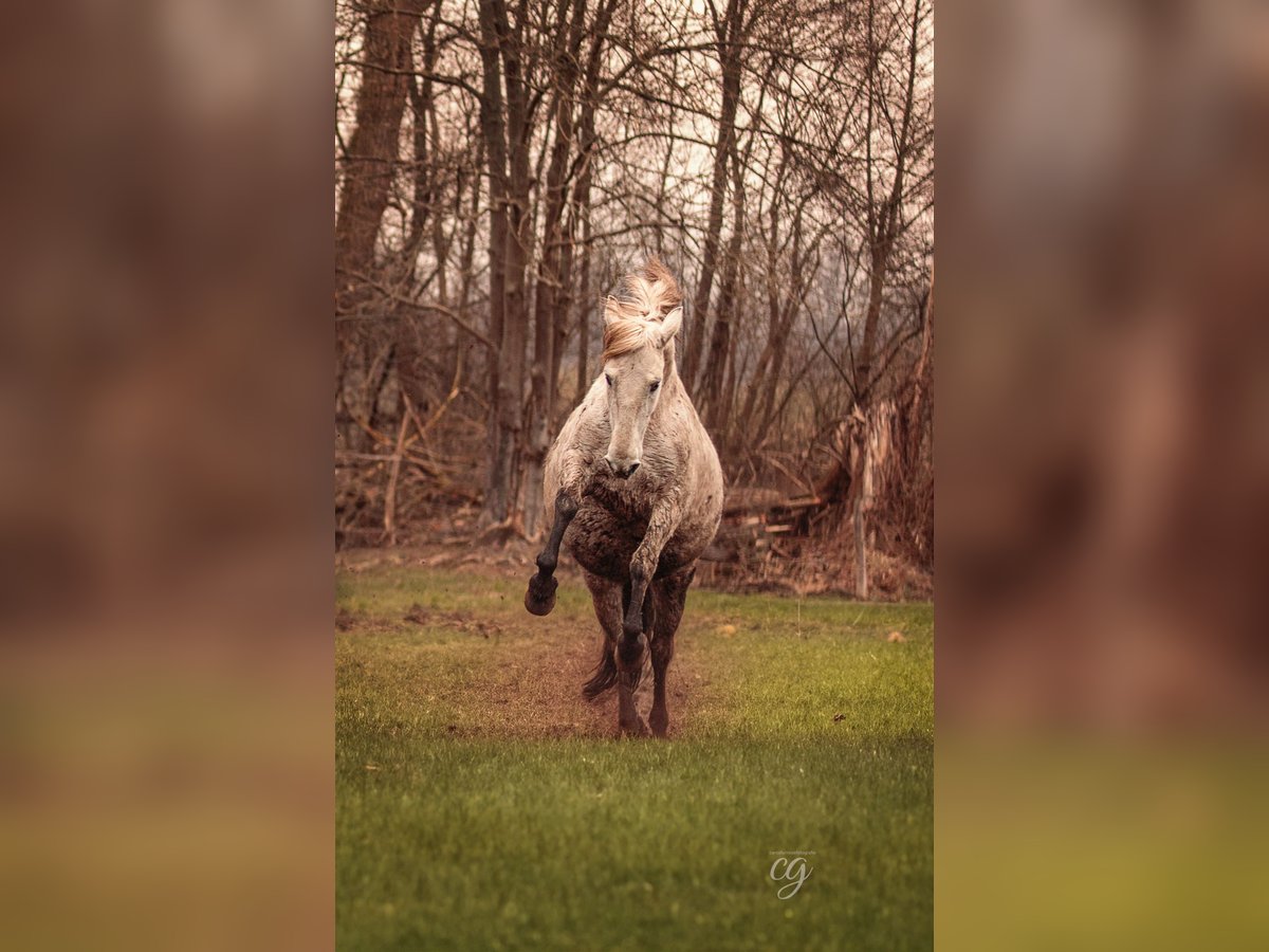 PRE Mare 13 years 15,2 hh Gray in Leipe