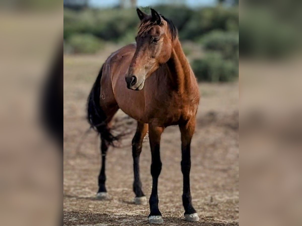 PRE Mix Mare 13 years 15,2 hh Brown in Saarbrücken