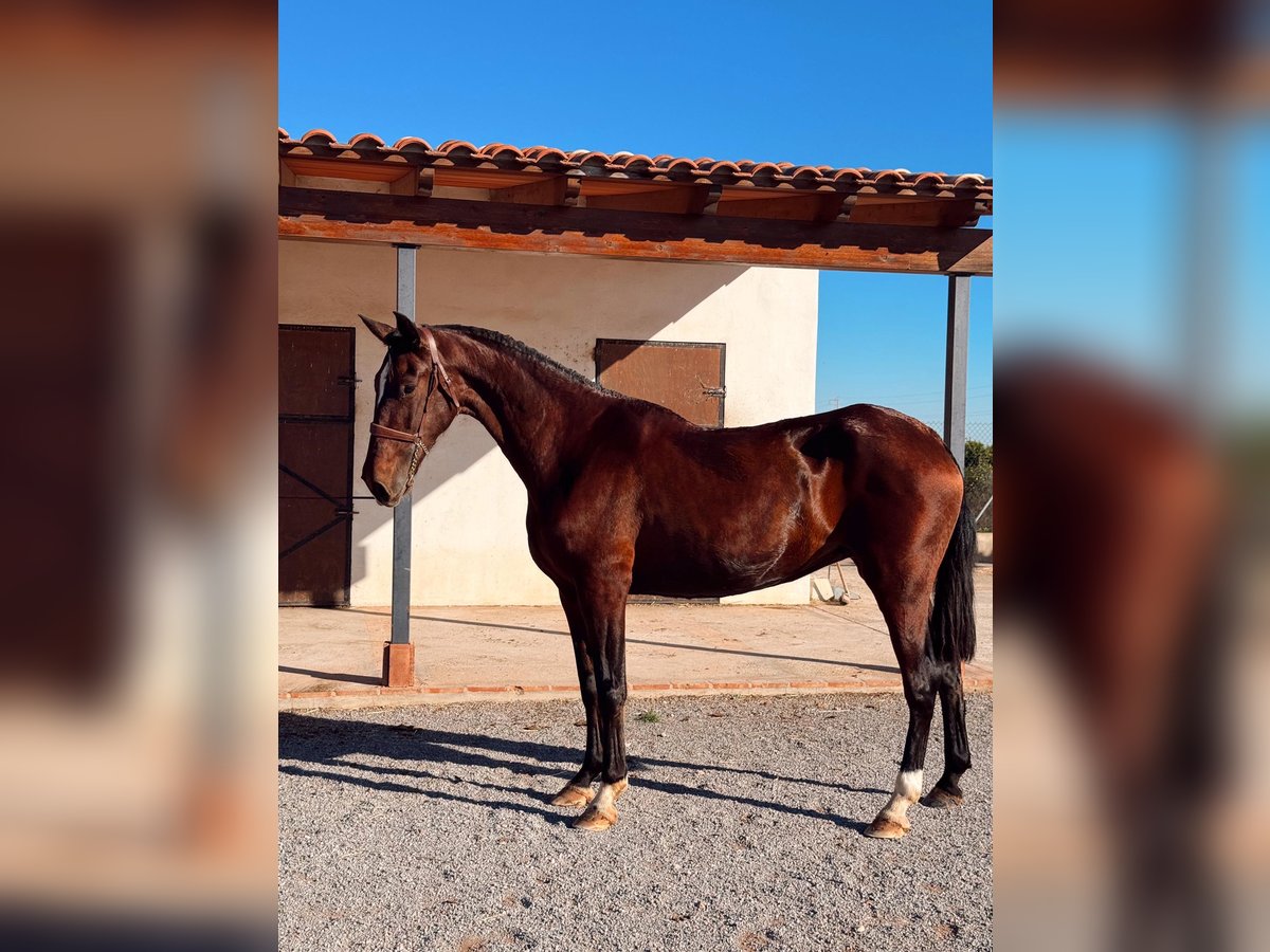 PRE Mix Mare 13 years 16,2 hh Brown in Nules