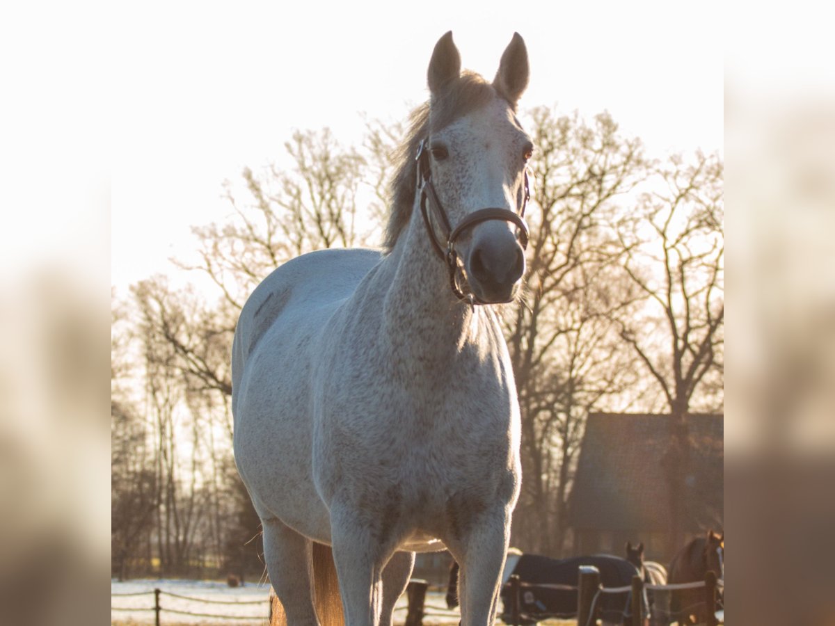 PRE Mix Mare 14 years 14,2 hh Gray-Fleabitten in Enschede