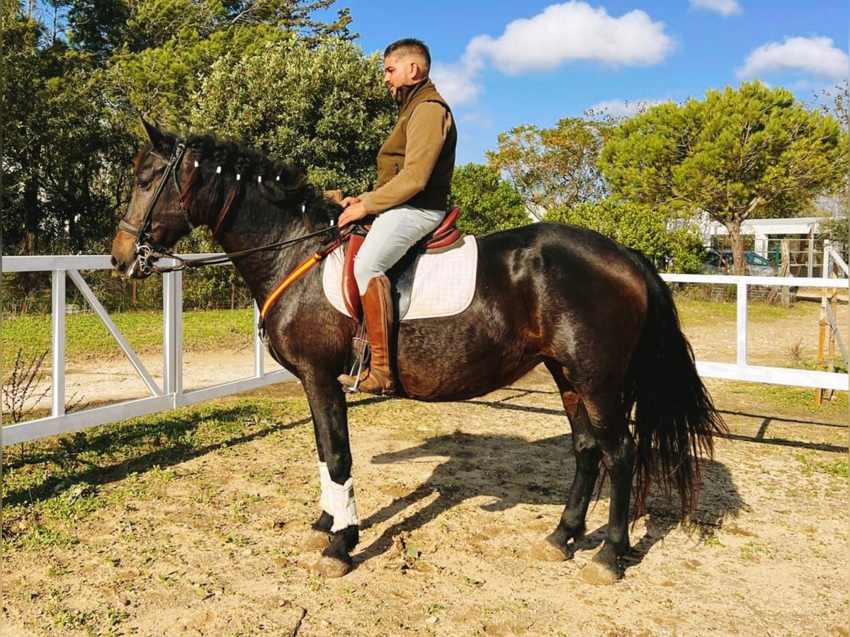 PRE Mix Mare 14 years 15,3 hh Brown in Chiclana de la Frontera