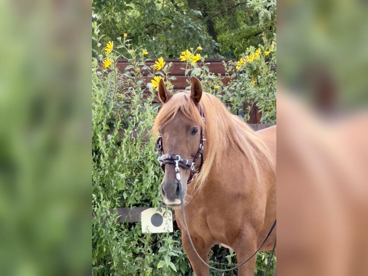 PRE Mare 14 years 15,2 hh Chestnut-Red in Stahnsdorf
