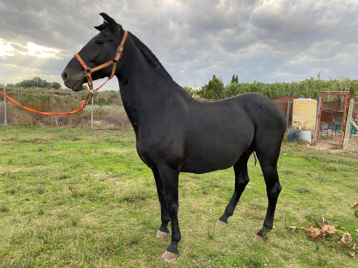 PRE Mare 14 years 16 hh Black in Murchante