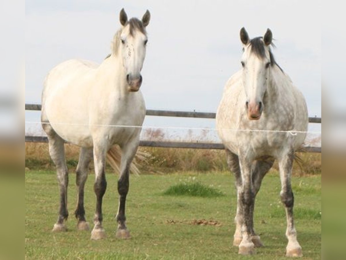 PRE Mare 14 years 16 hh Gray in Saarbrücken PRE Mare 14 years 16 hh Gray in Saarbrücken