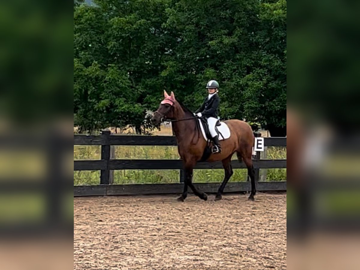 PRE Mare 15 years 15,2 hh Brown in Villasana De Mena