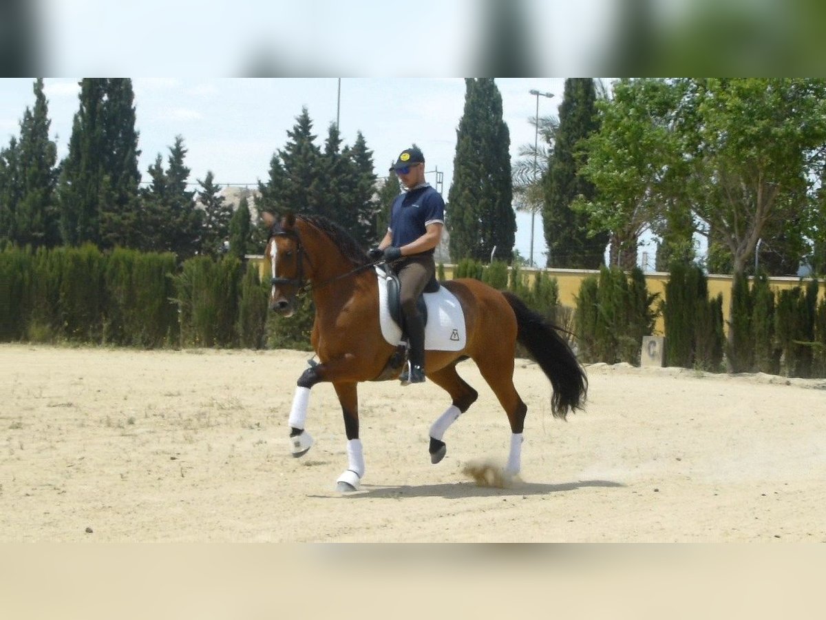 PRE Mare 15 years 16 hh Brown-Light in Sax