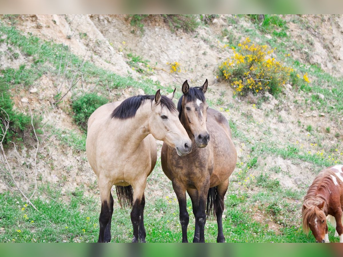 PRE Mare 15 years 16 hh Buckskin in Alcoi/Alcoy