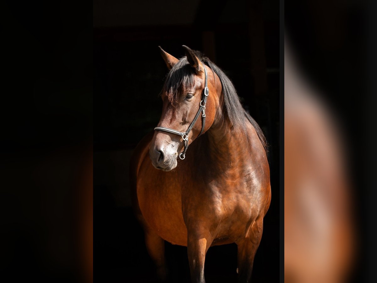PRE Mix Mare 15 years 16,2 hh in Ruppichteroth