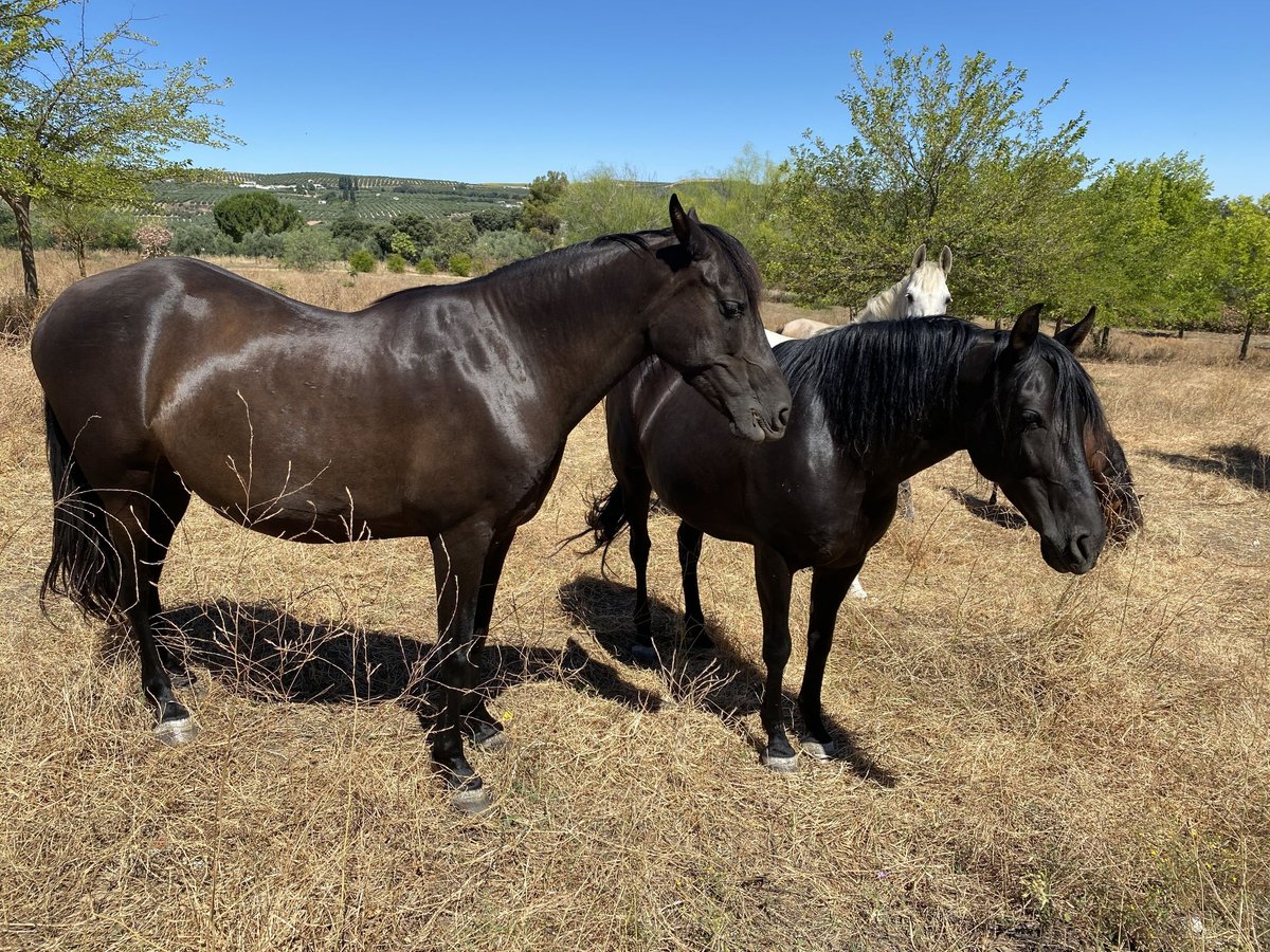 PRE Mix Mare 15 years Brown in Setenil De Las Bodegas