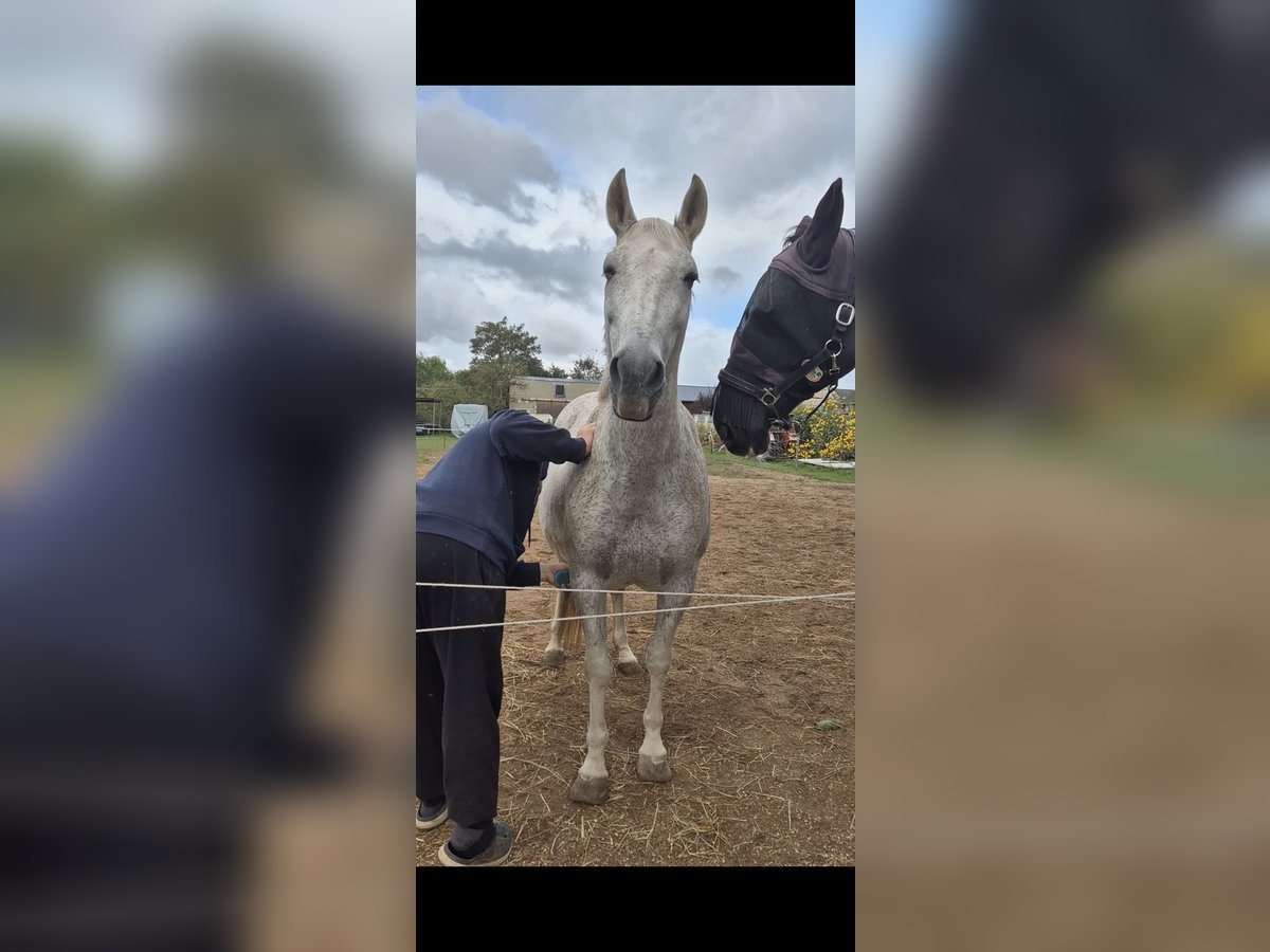 PRE Mare 16 years 15,1 hh Gray-Fleabitten in Zülpich