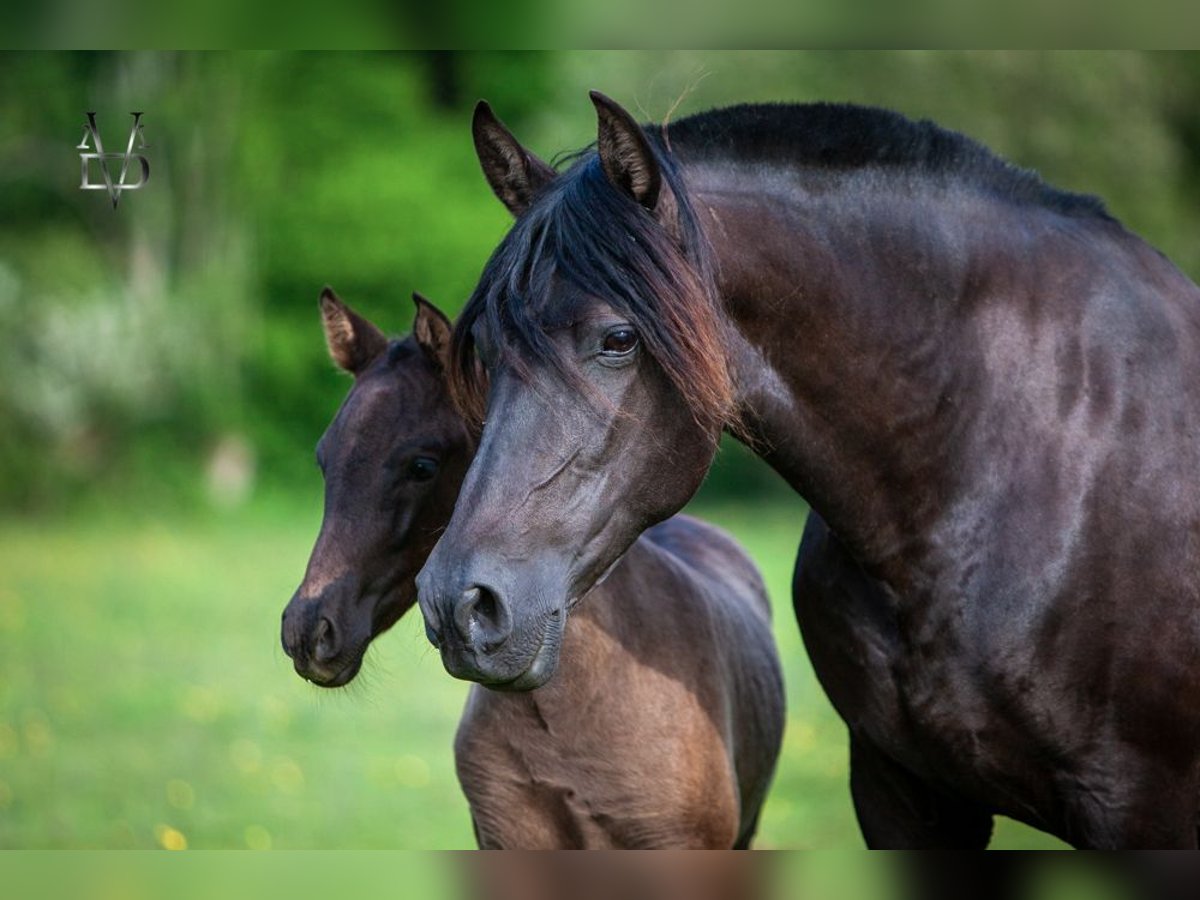 PRE Mare 16 years 15,2 hh Black in DEAUVILLE