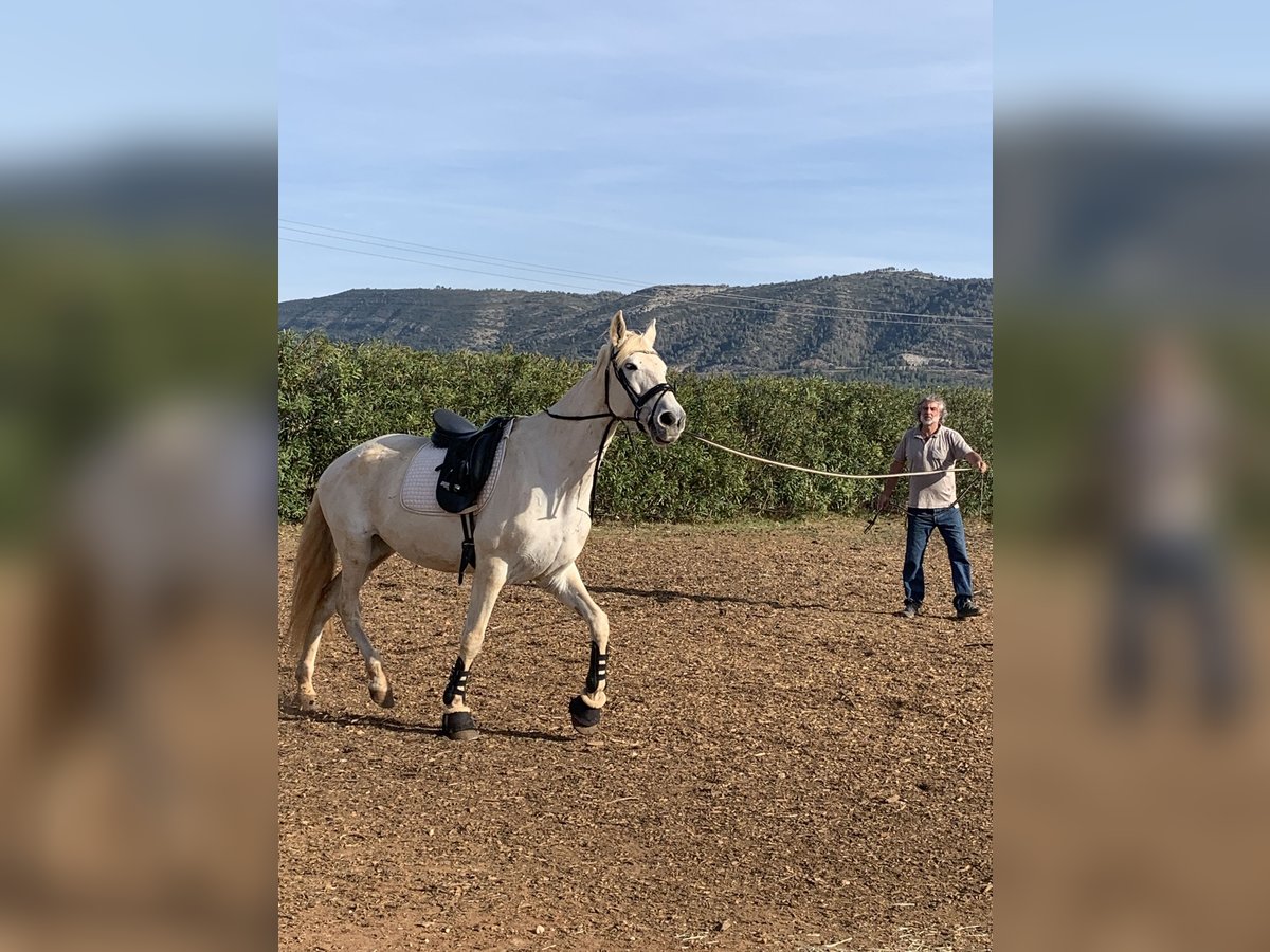 PRE Mare 16 years 16 hh Gray in CanalsCanals