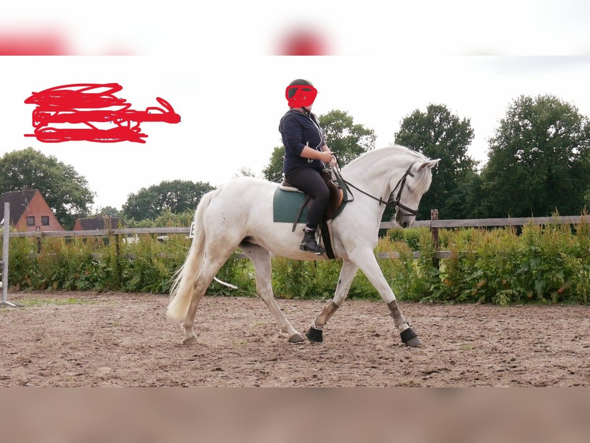 PRE Mix Mare 17 years 15,1 hh White in Beringstedt