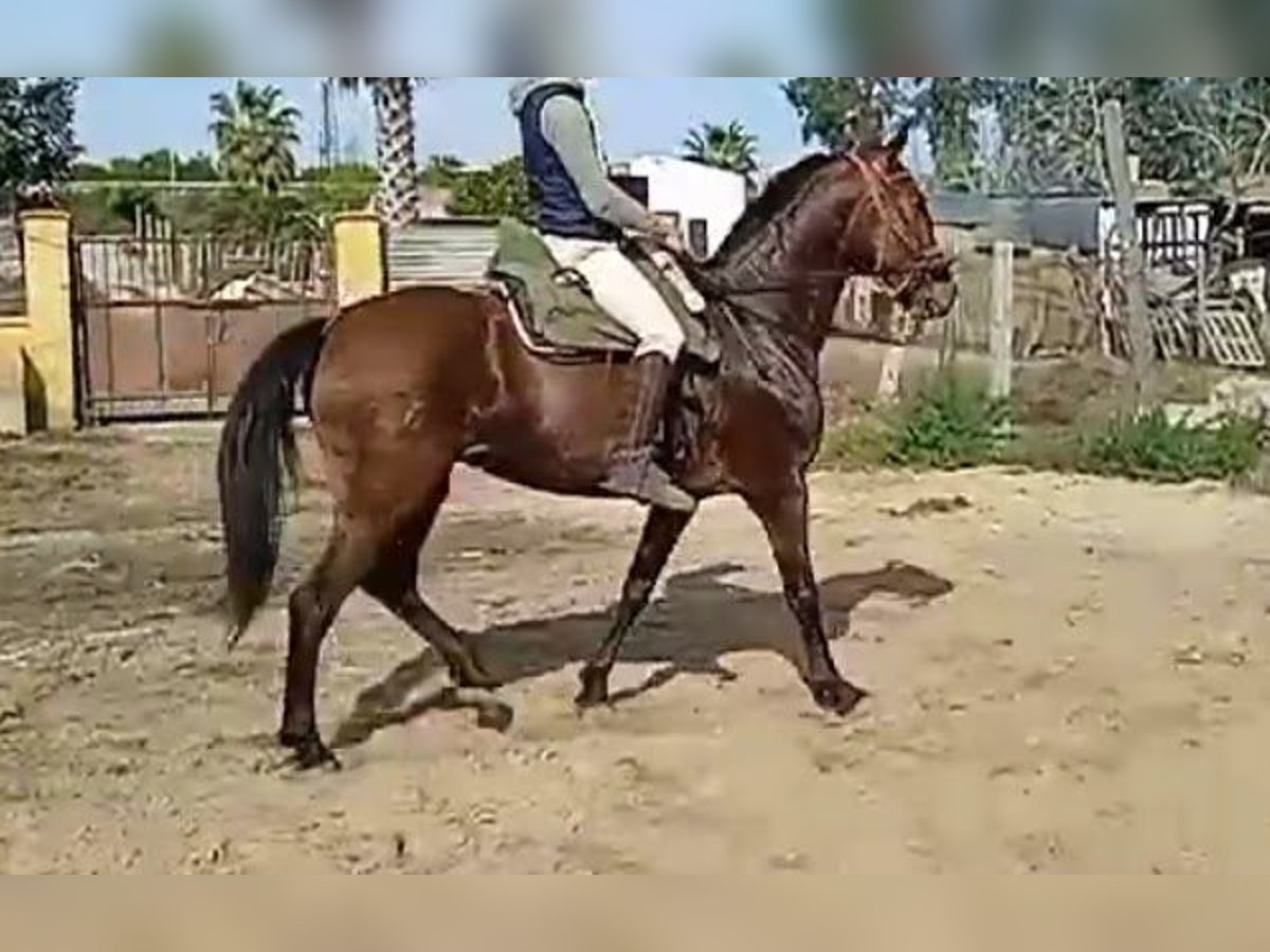 PRE Mare 17 years 15,2 hh Brown in Gines