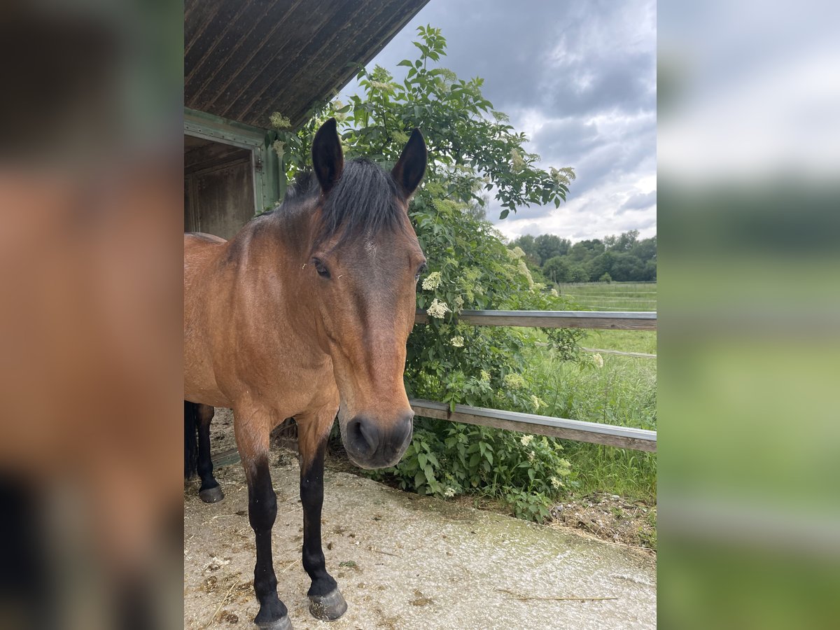 PRE Mix Mare 17 years 15,2 hh Roan-Red in Marloffstein