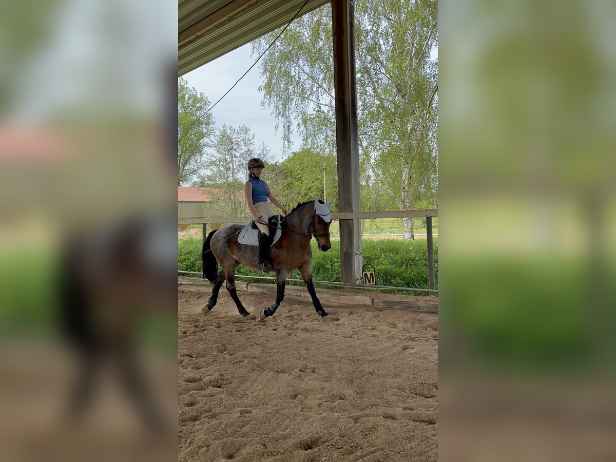 PRE Mix Mare 18 years 15,2 hh Roan-Bay in Erlangen