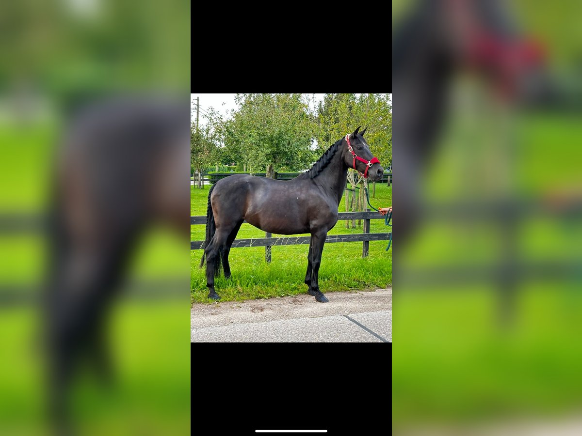 PRE Mare 18 years 15,1 hh Black in Poppel