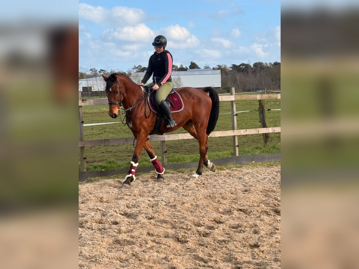 PRE Mare 18 years 15,1 hh Black in PoppelPoppel PRE Mare 18 years 15,1 hh Black in PoppelPoppel