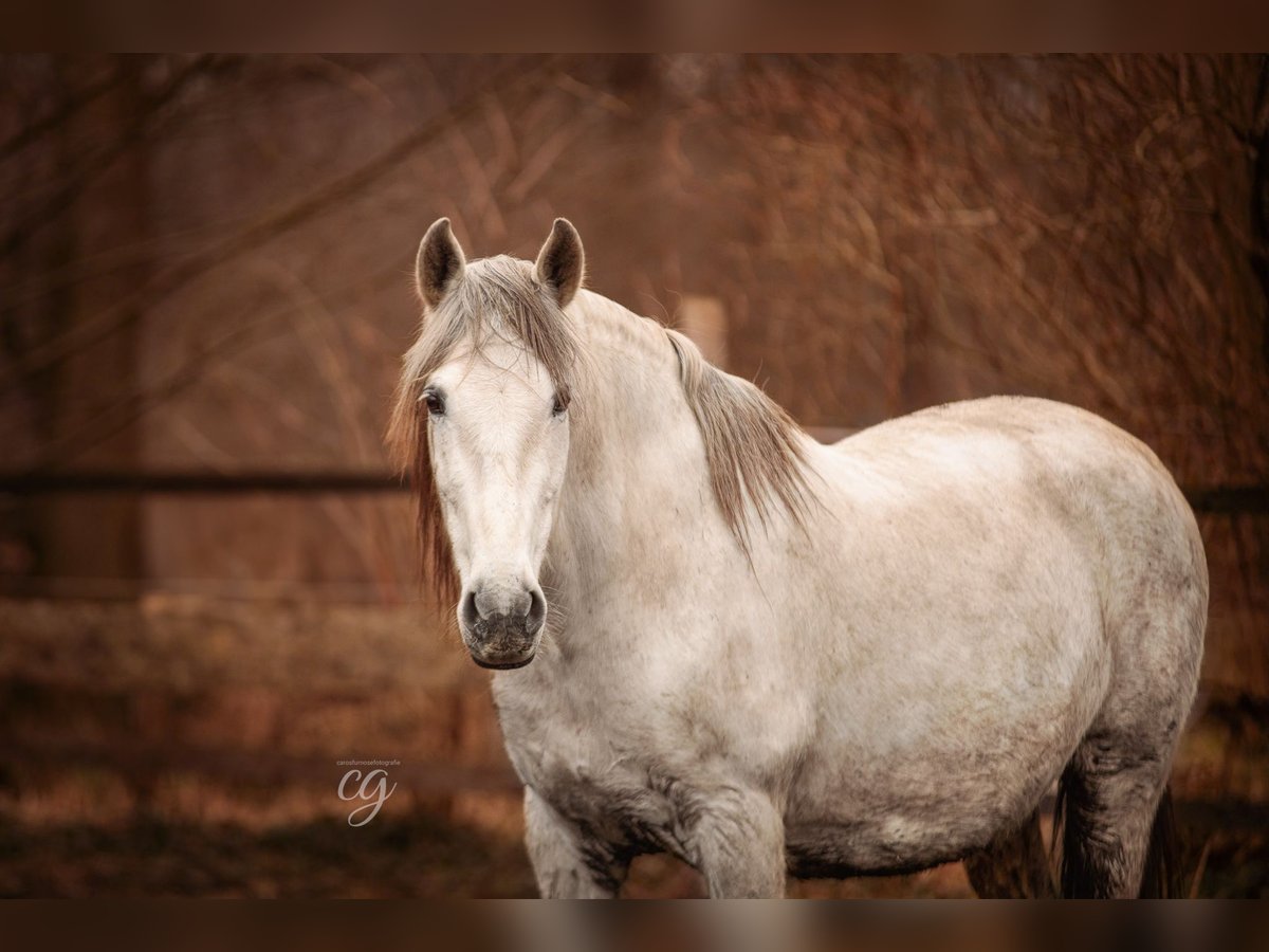 PRE Mare 19 years 15,1 hh Gray in Leipe