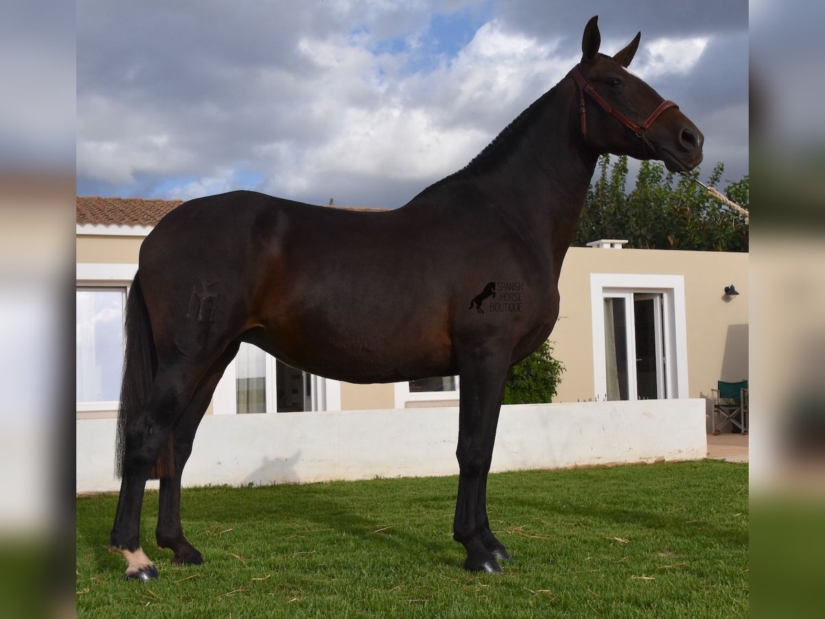 PRE Mare 19 years 15,2 hh Brown in Menorca