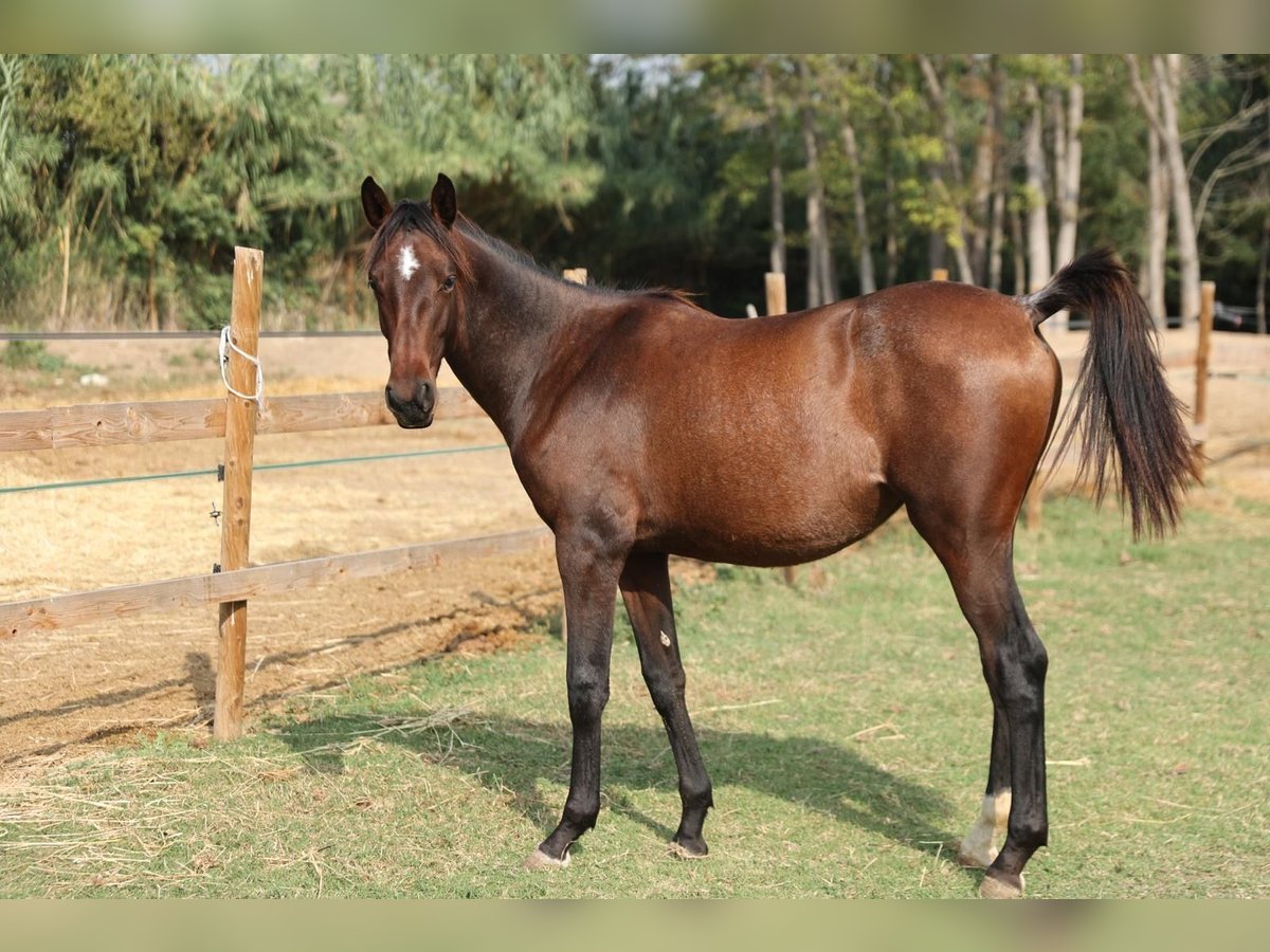 PRE Mix Mare 1 year 14,2 hh Brown in Castello D&#x27;Empuries