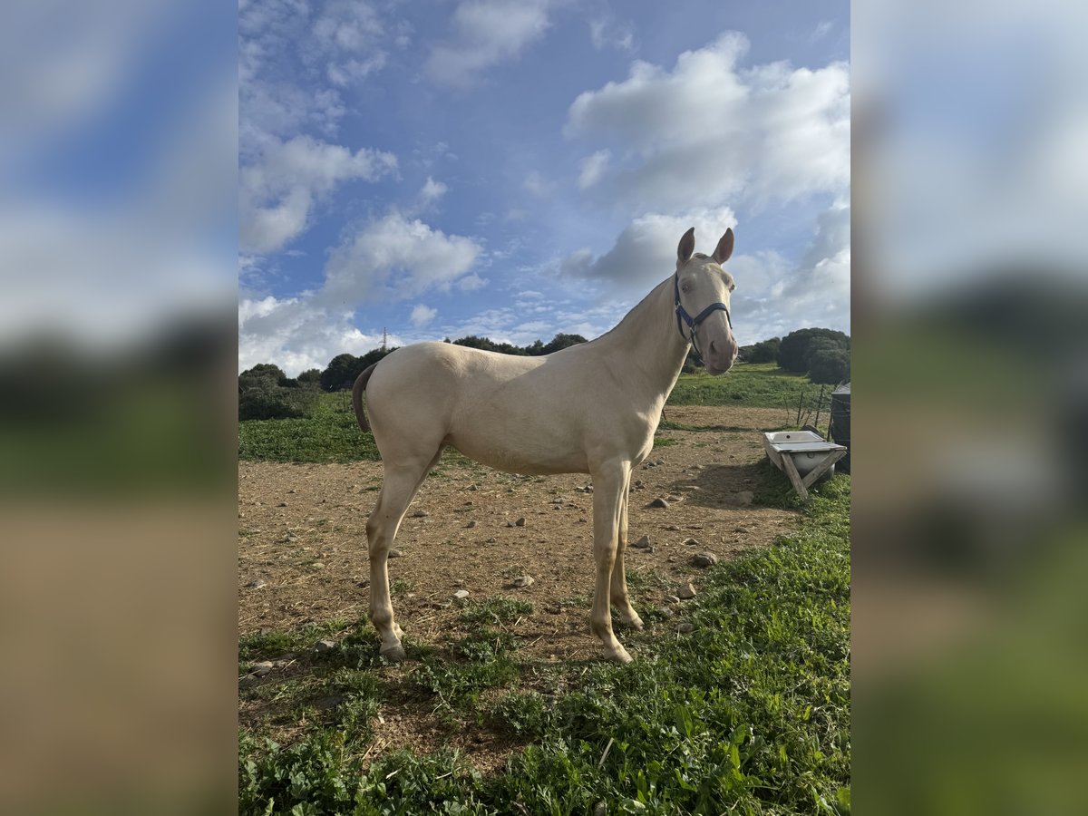 PRE Mix Mare 1 year 14,3 hh Pearl in Estepona