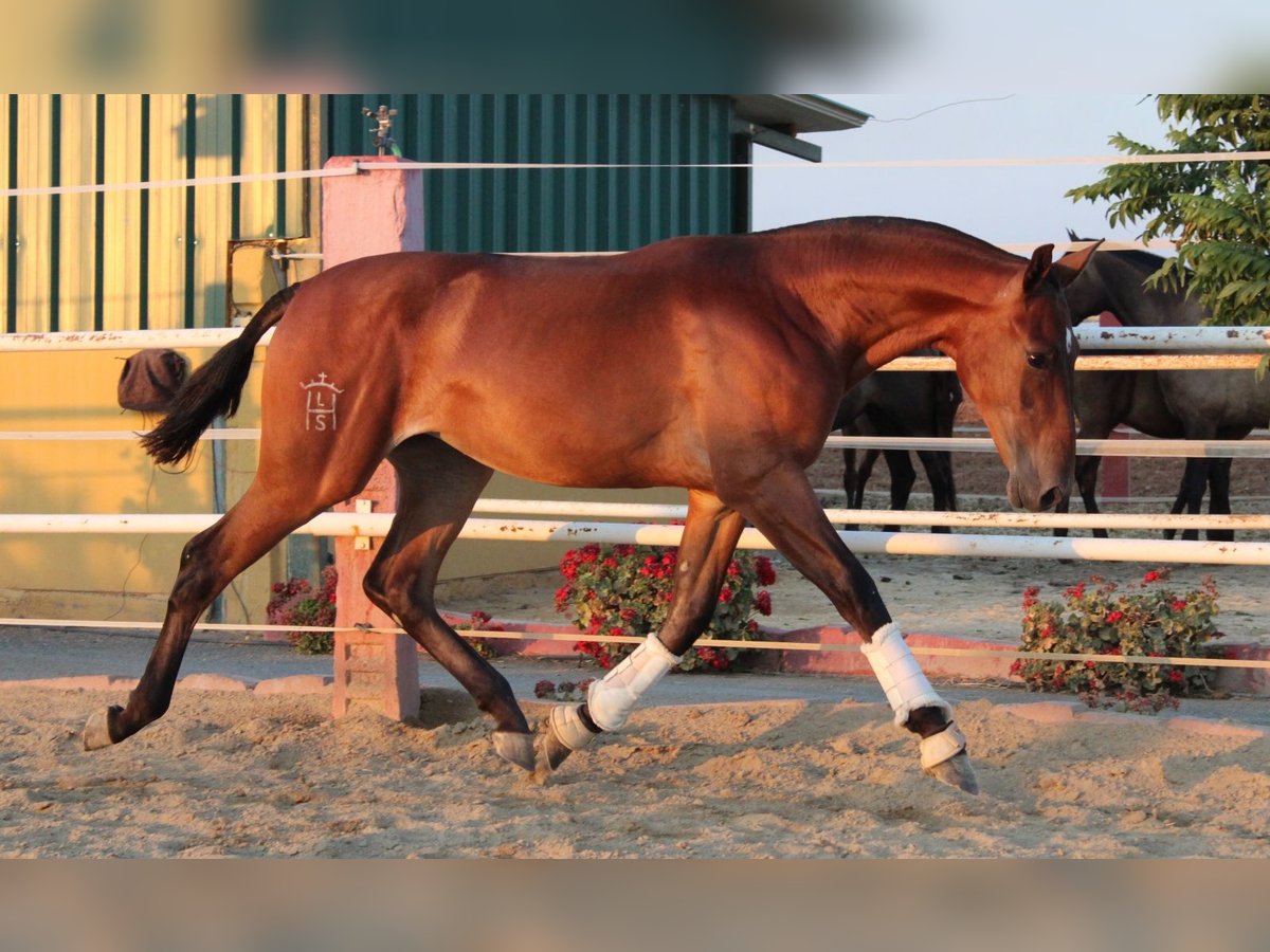 PRE Mare 1 year 15,2 hh Brown-Light in Los Rosales