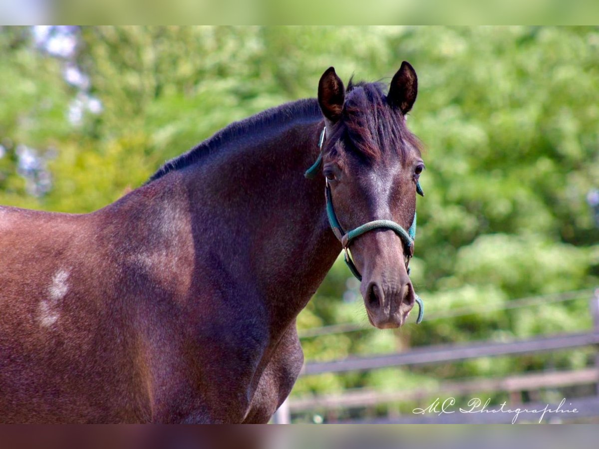 PRE Mare 1 year 15,2 hh Gray-Dark-Tan in Brandis