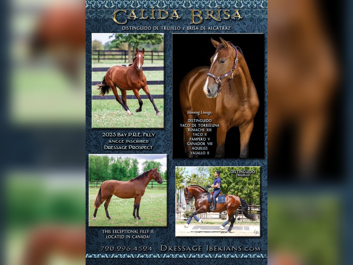 PRE Mix Mare 1 year 15 hh Bay in Fenwick, Ontario PRE Mix Mare 1 year 15 hh Bay in Fenwick, Ontario