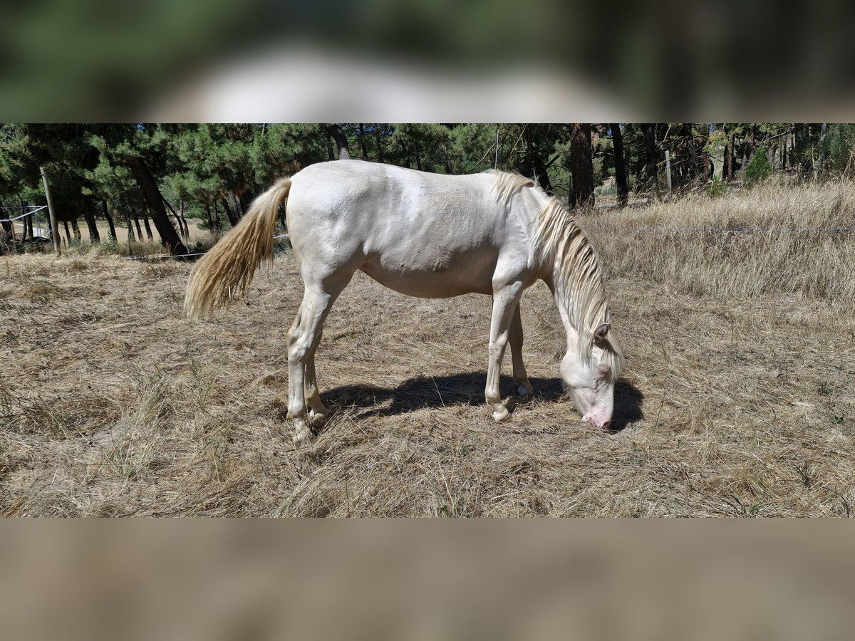PRE Mix Mare 1 year 15,1 hh Perlino in Segovia