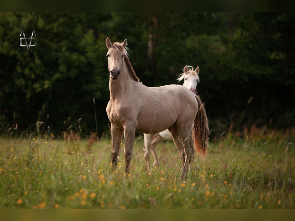 PRE Mix Mare 1 year 15,2 hh Champagne in La Vespi&#xE8;re-Friardel