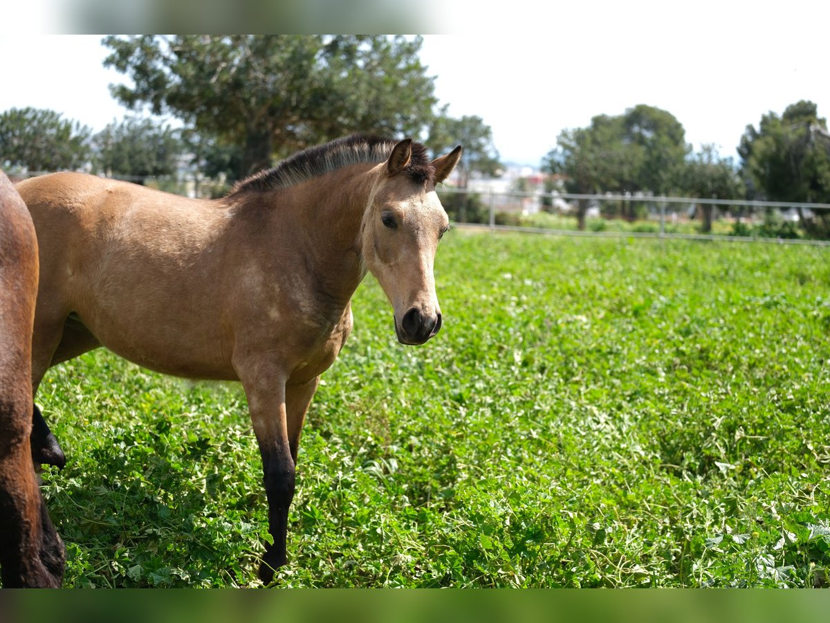 PRE Mix Mare 1 year 15,2 hh Dun in Hamburg
