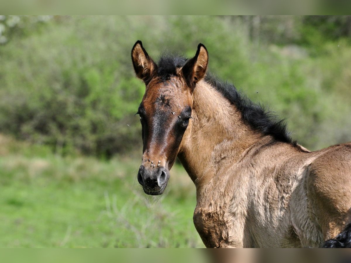 PRE Mare 1 year 15,2 hh Gray in Waldhölzbach