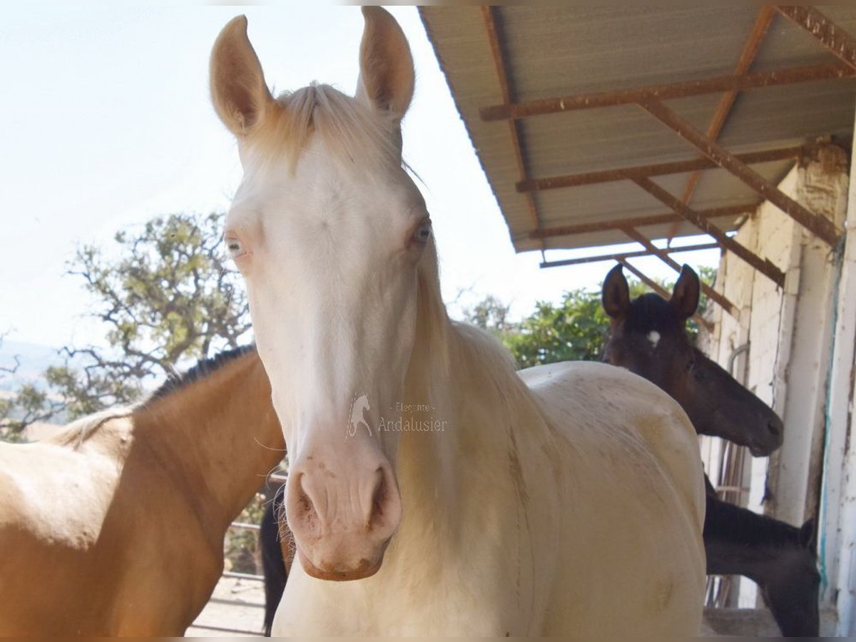 PRE Mare 1 year 15,2 hh Perlino in Provinz Cordoba