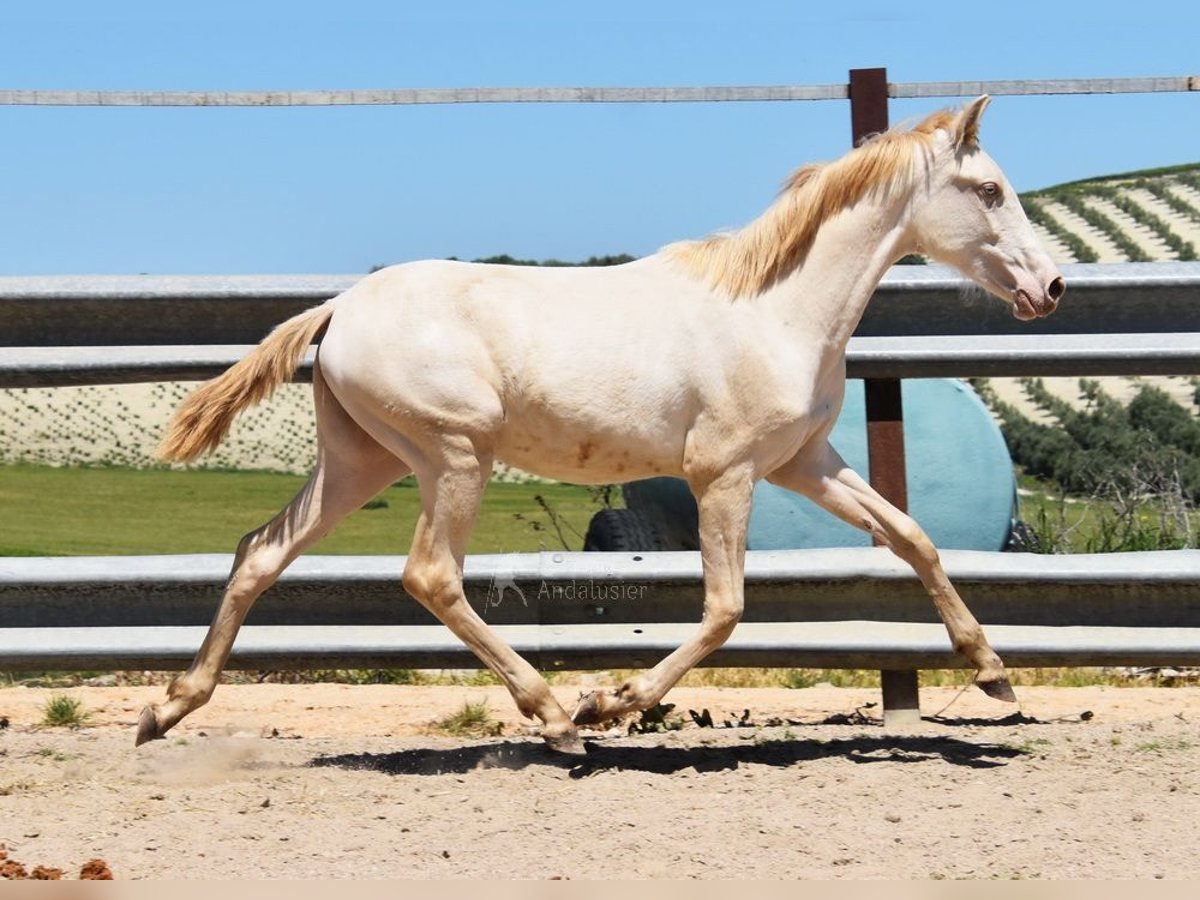 PRE Mare 1 year 15,2 hh Perlino in Provinz Cordoba
