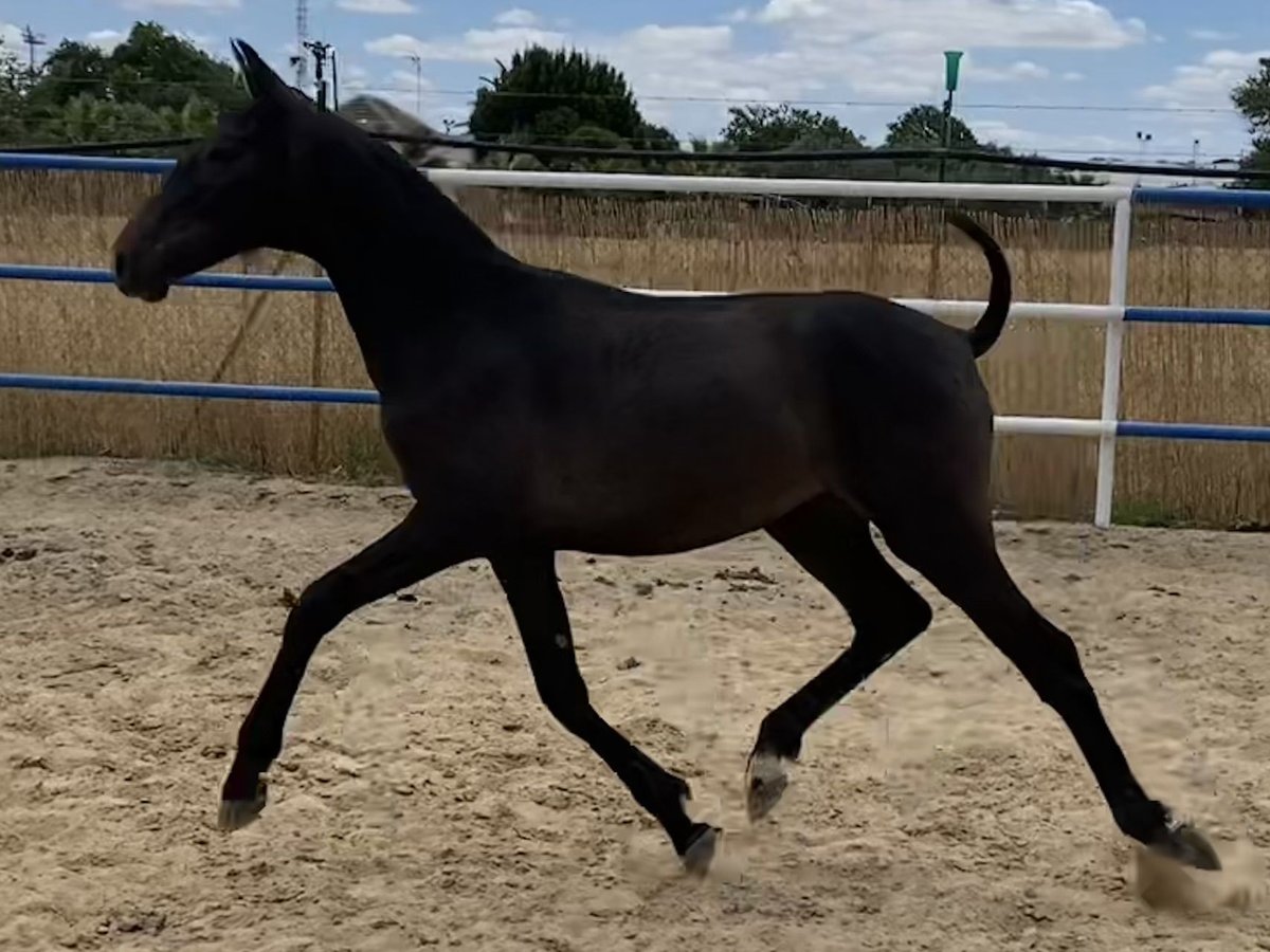 PRE Mare 1 year 16,1 hh Gray in Fuentes De Andalucia