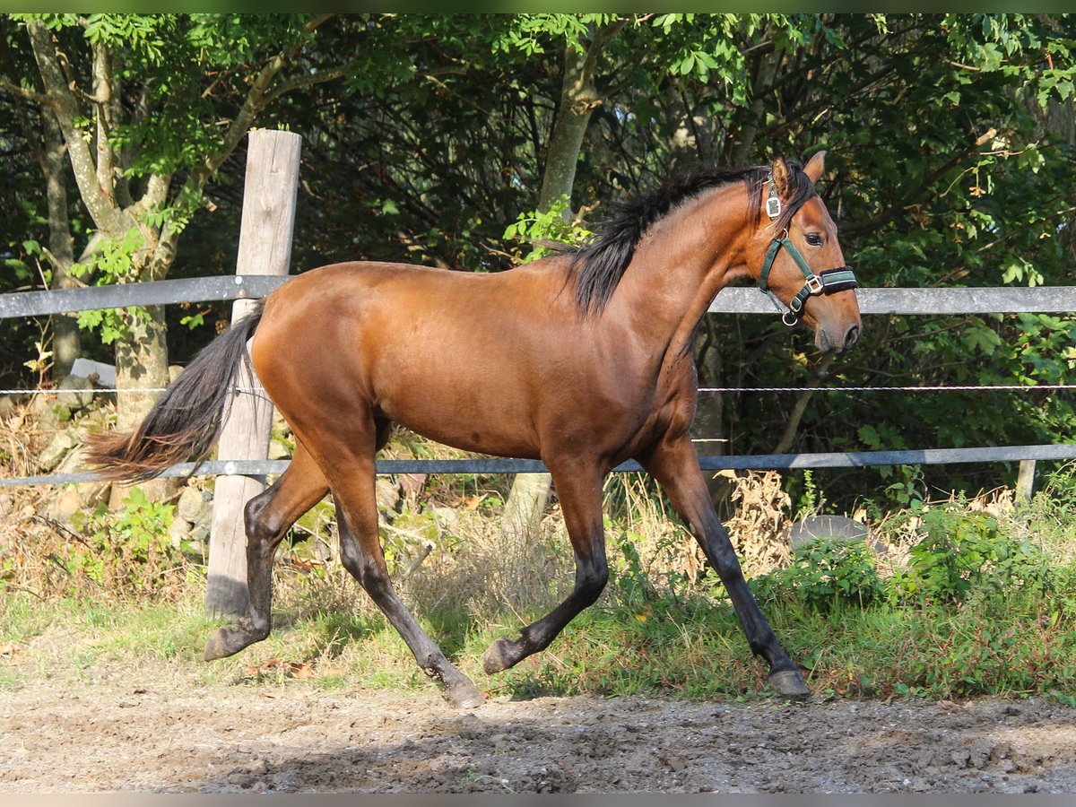 PRE Mare 1 year 16 hh Brown in Wremen