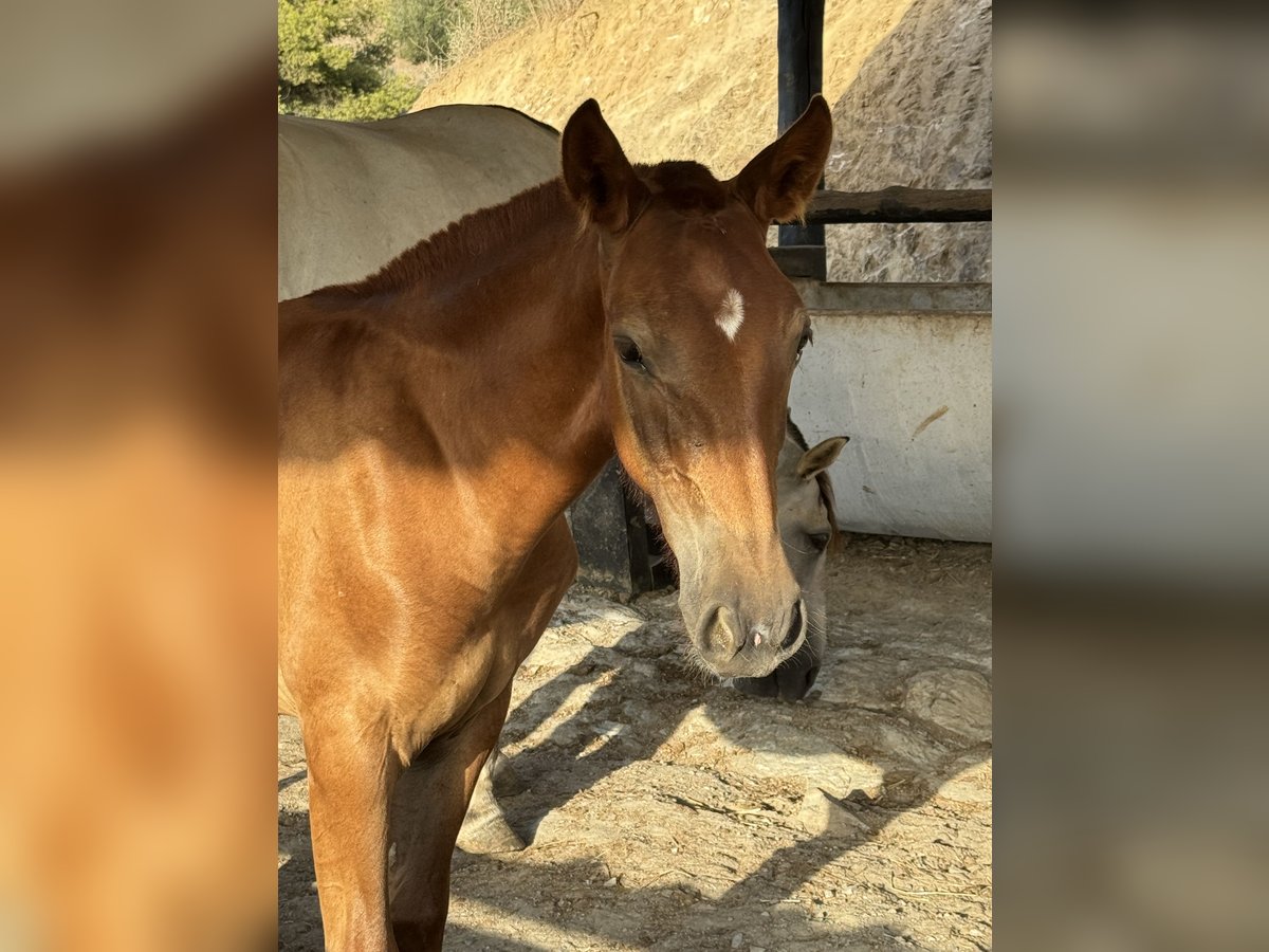 PRE Mix Mare 1 year 16,1 hh Chestnut-Red in Malaga