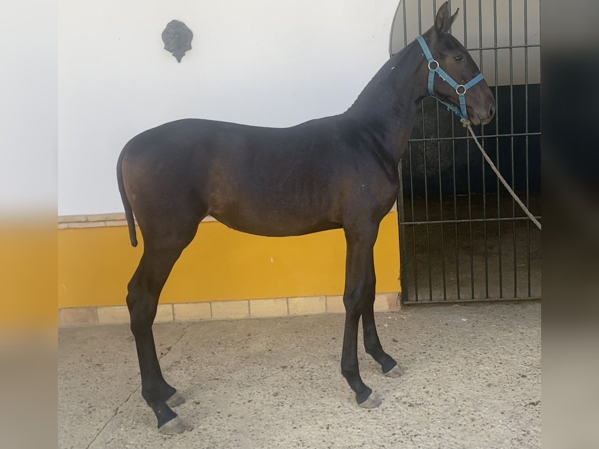 PRE Mare 1 year 16,1 hh Grey in Fuentes De Andalucia