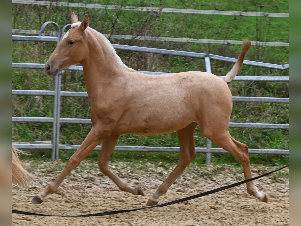 PRE Mix Mare 1 year in Klettgau