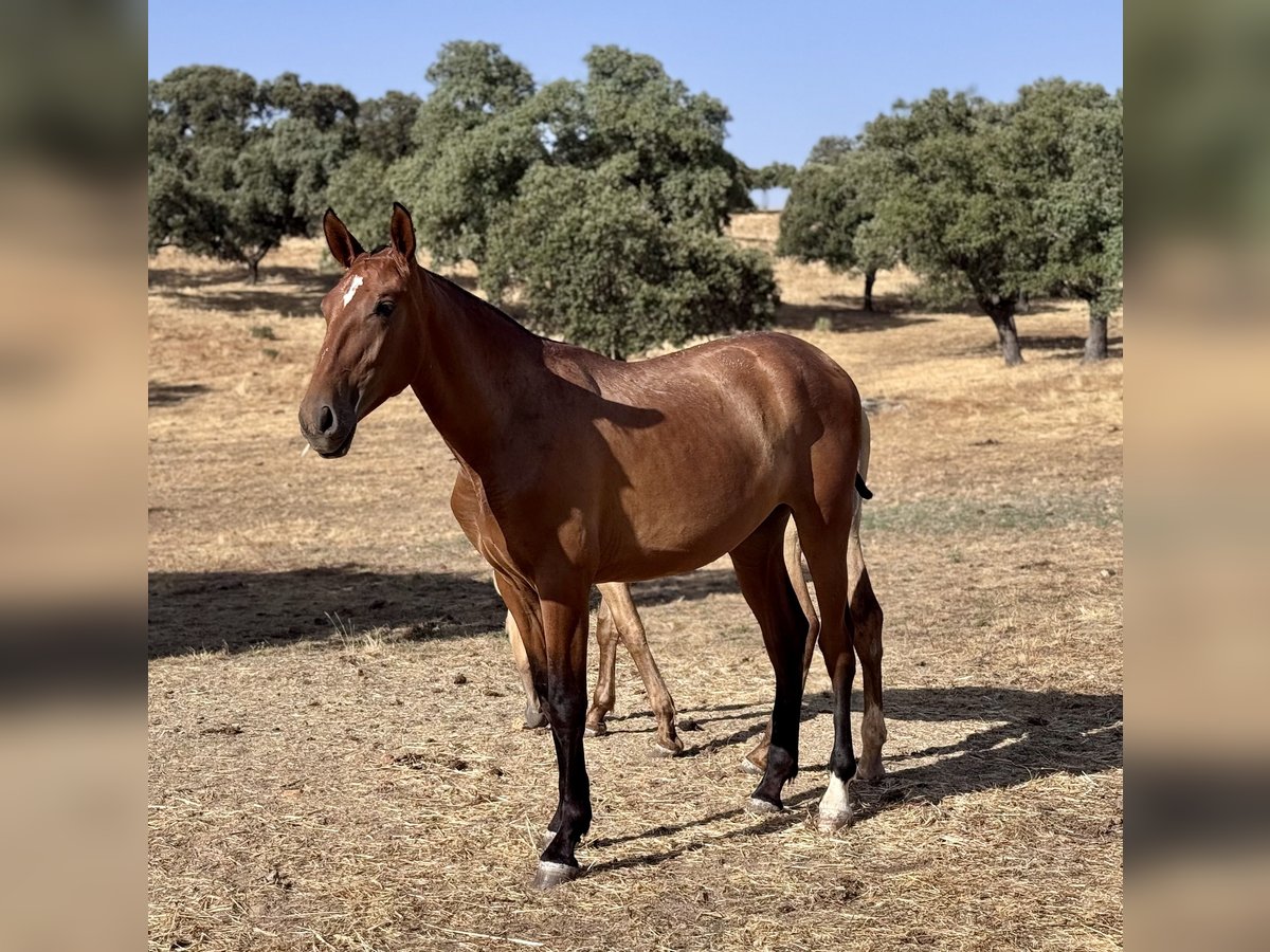PRE Mare 1 year Brown in Villanueva De Cordoba